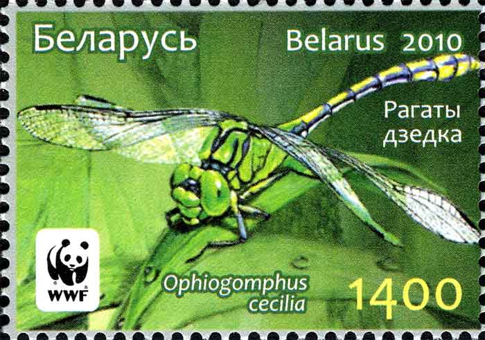 Ophiogomphus cecilia