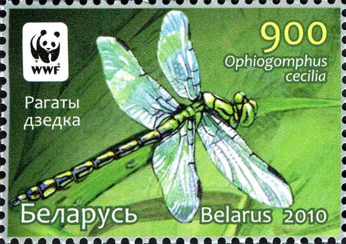 Ophiogomphus cecilia