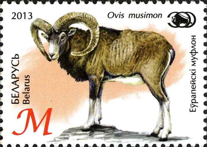 Ovis orientalis musimon