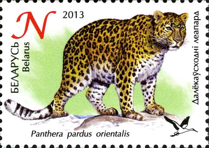 Panthera pardus orientalis