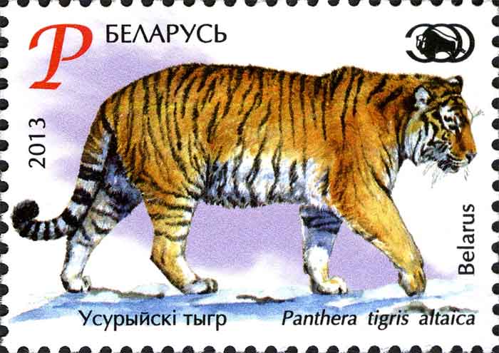 Panthera tigris altaica