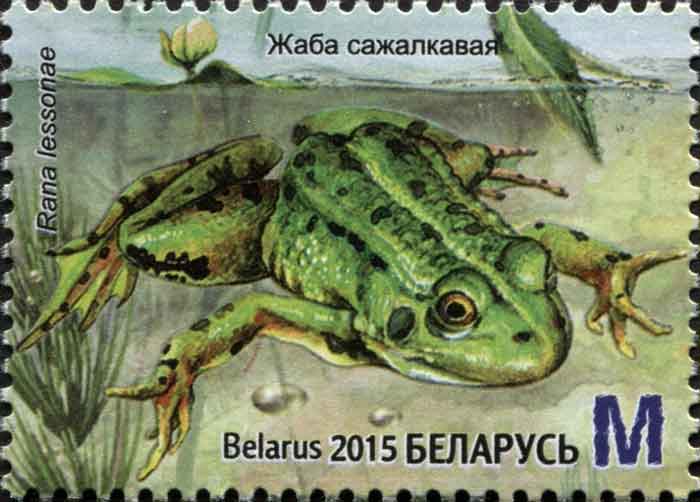 Pelophylax lessonae