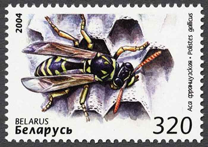 Polistes gallicus 