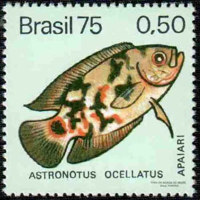  Astronotus ocellatus   