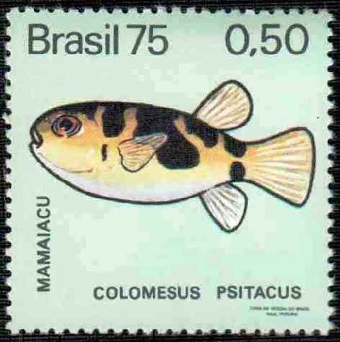  Colomesus psittacus   