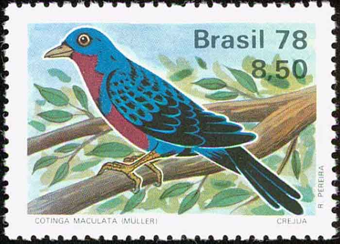 Cotinga maculata