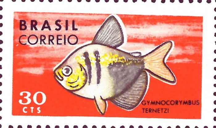  Gymnocorymbus ternetzi