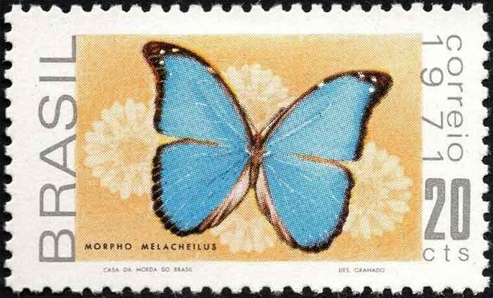  Morpho menelaus occidentalis 