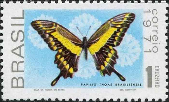  Papilio thoas 