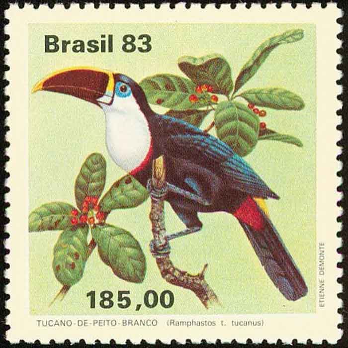  Ramphastos tucanus 