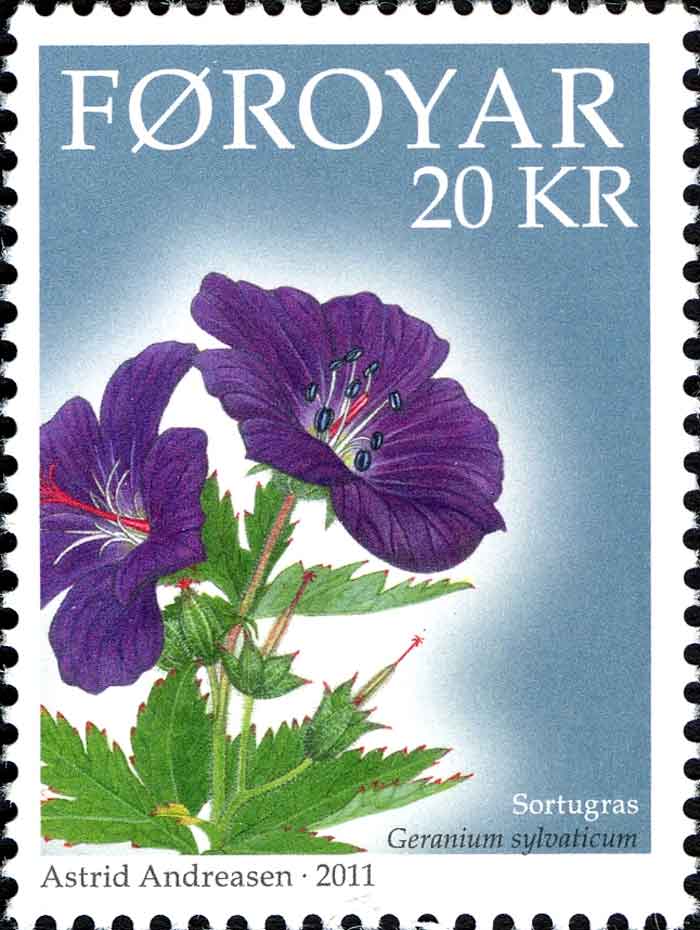 Geranium sylvaticum