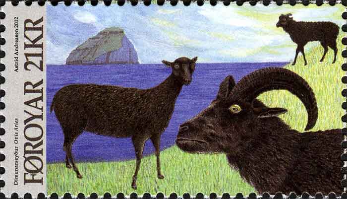 Ovis aries