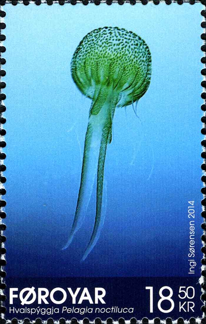 Pelagia noctiluca