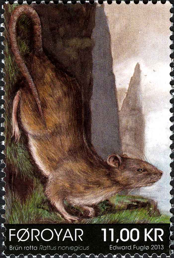 Rattus norvegicus  