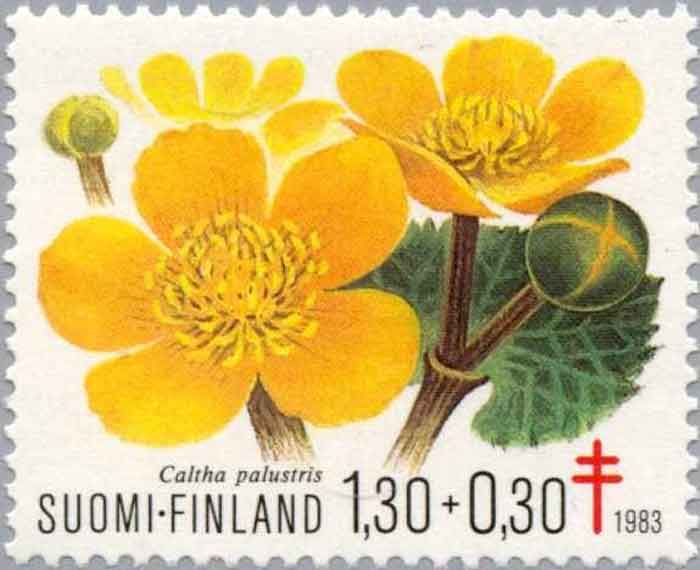  Caltha palustris    