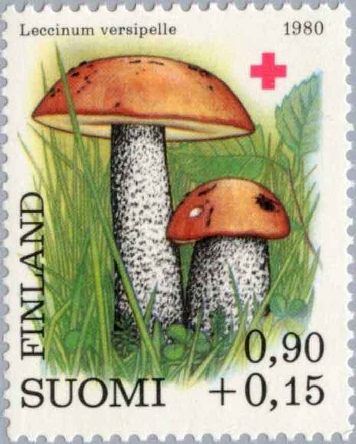  Leccinum versipelle   