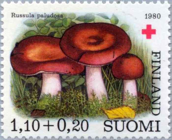  Russula paludosa  