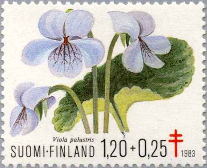  Viola palustris    