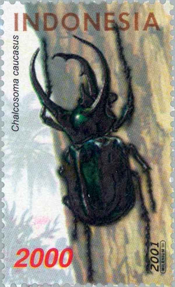 Chalcosoma chiron  