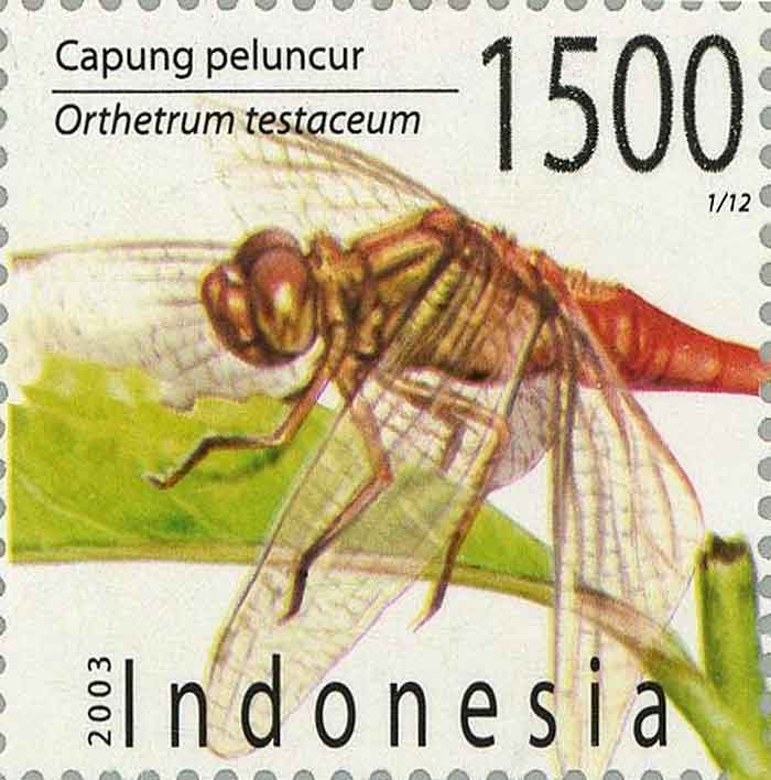 Orthetrum testaceum 