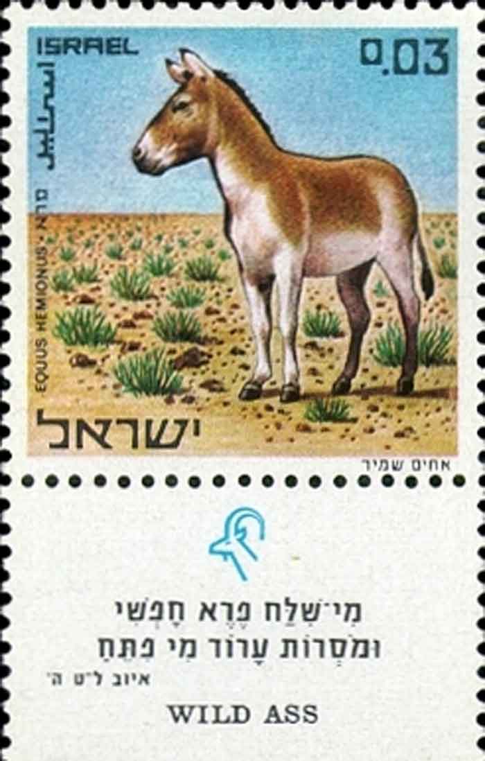  Equus hemionus   