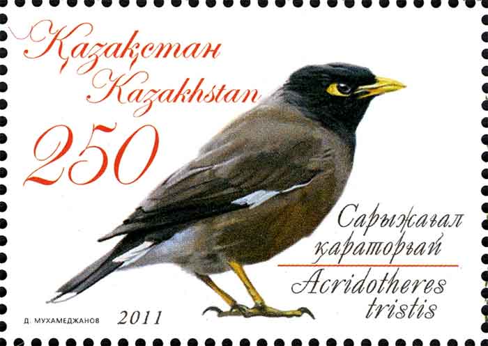 Acridotheres tristis 