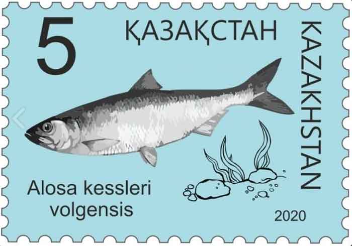 Alosa kesslerii   