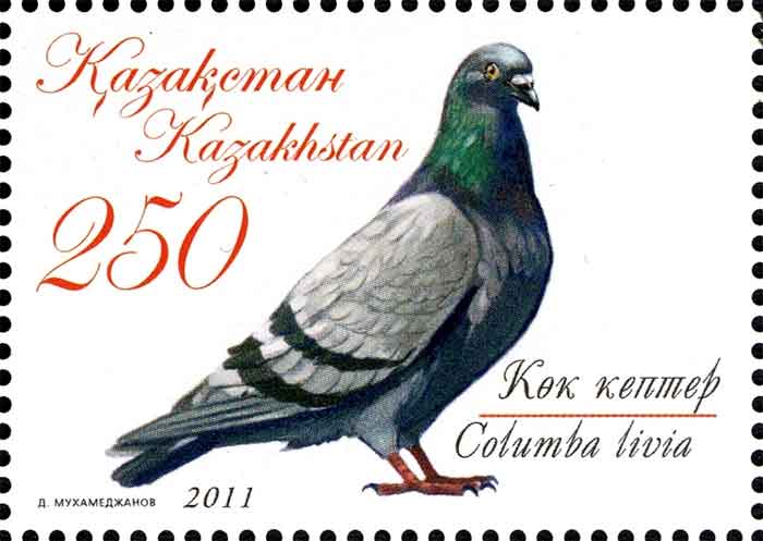 Columba livia 