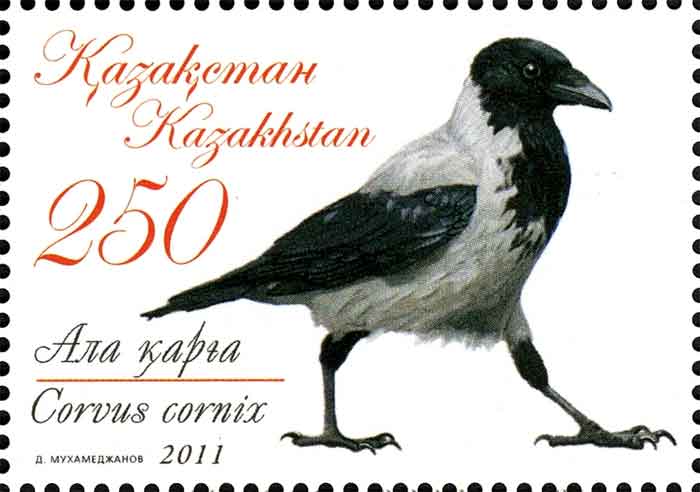 Corvus cornix 
