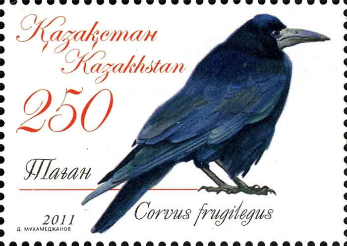 Corvus frugilegus 