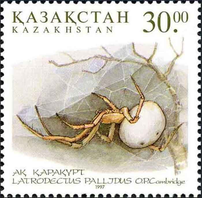 Latrodectus pallidus  