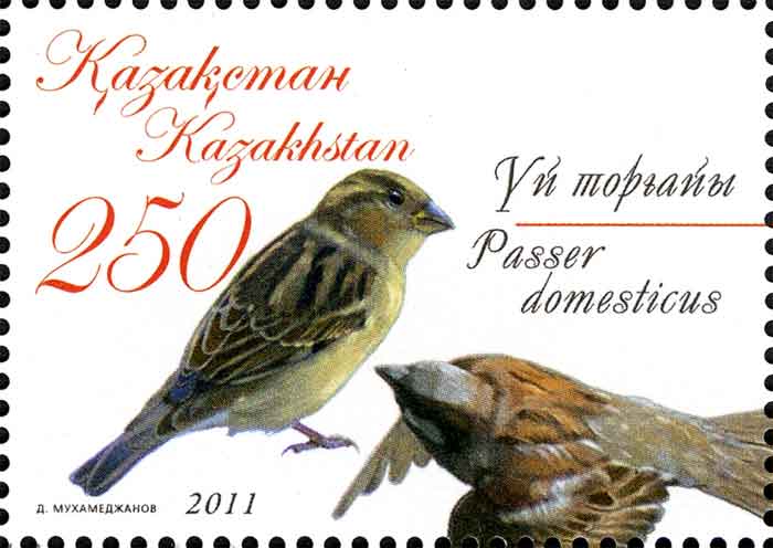 Passer domesticus 