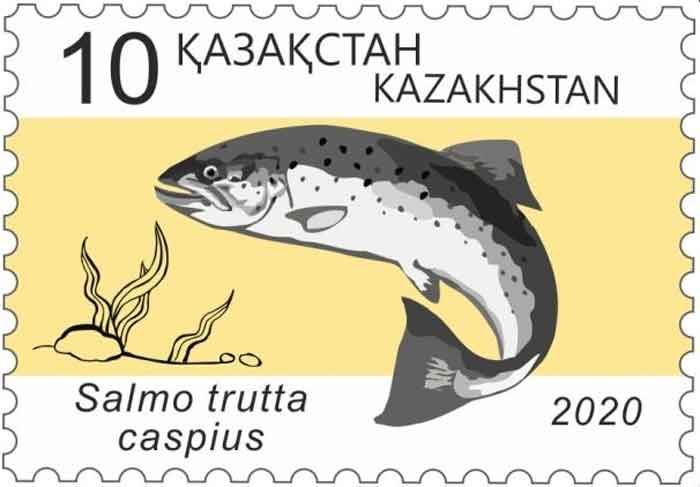 Salmo caspius