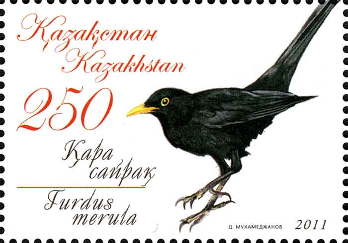 Turdus merula 