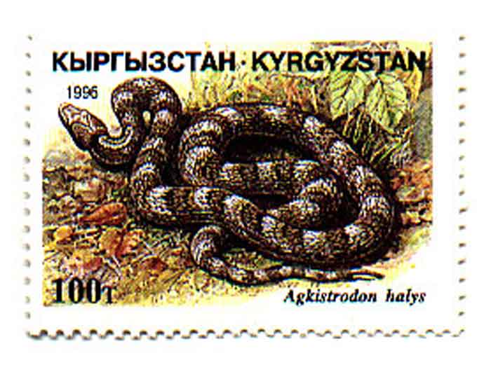  Gloydius halys , Kyrgyzstan 