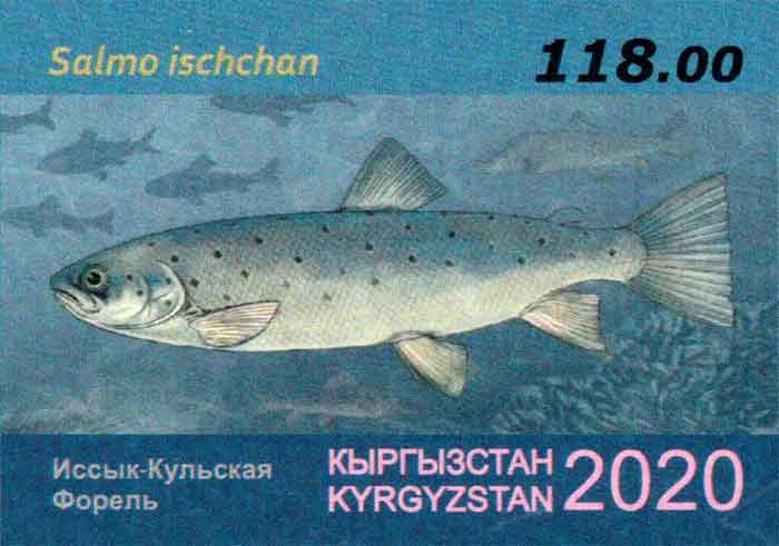 Salmo ischchan , Kyrgyzstan 