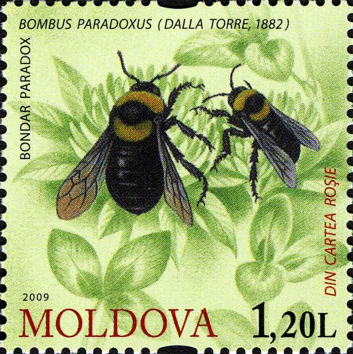 Bombus confusus  paradoxus