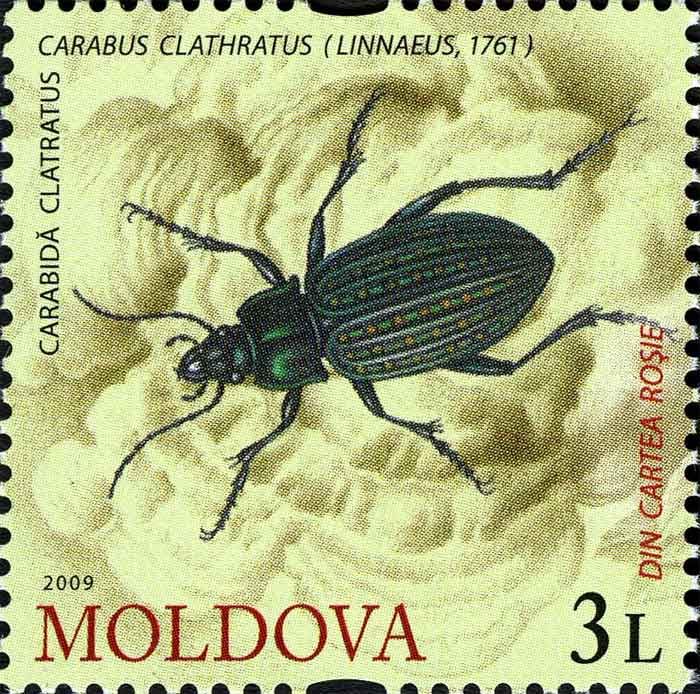 Carabus clathratus