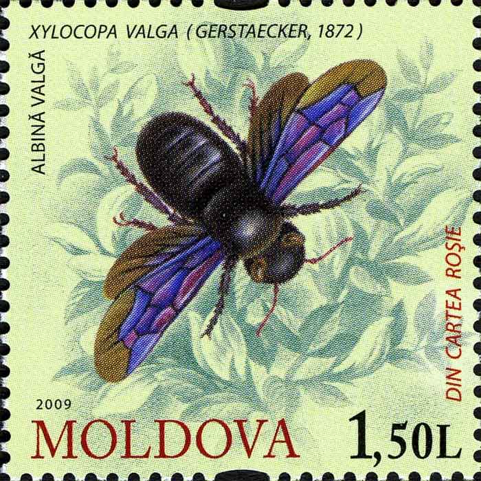 Xylocopa valga