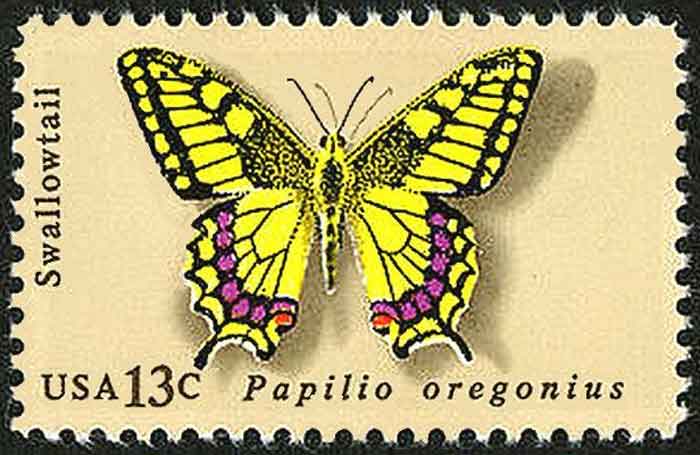 Papilio machaon oregonius