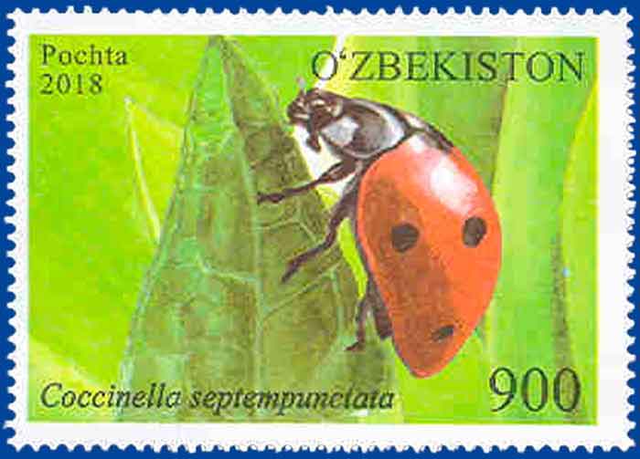 Coccinella septempunctata