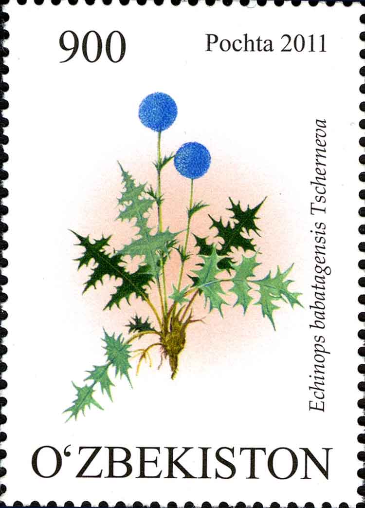 Echinops babatagensis, Uzbekistan