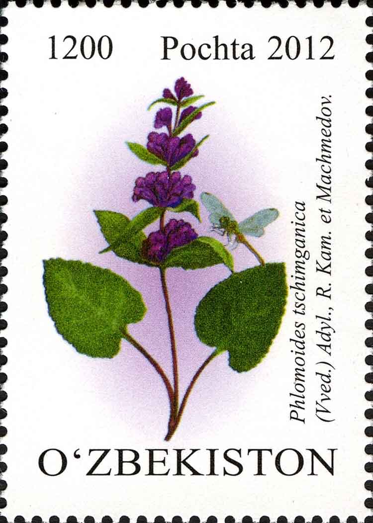 Phlomoides tschimganica